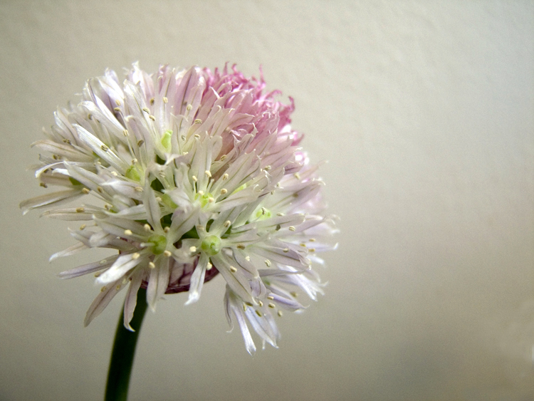 garlic chive flower