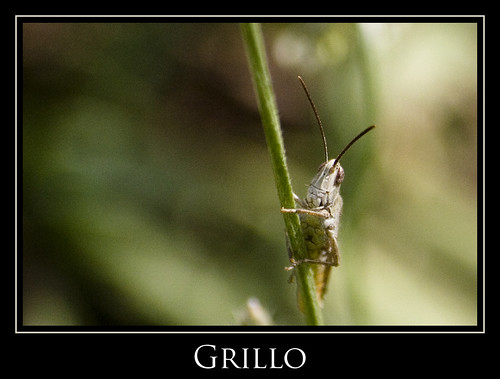 Grillo