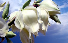 Close up yucca flowers against oncoming thunde...