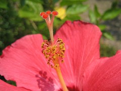 hibiscus stamen