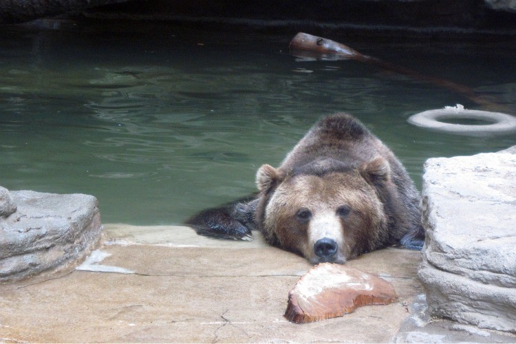 bear-resting