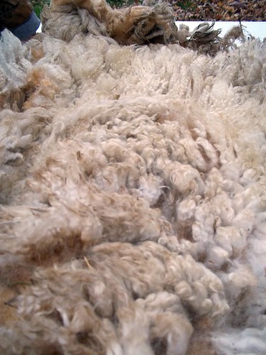 Fleece- good fiber