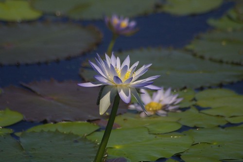 WaterLilly