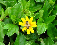 Bee in flower