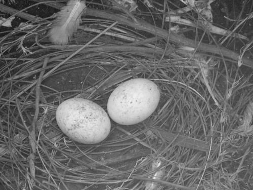 Pigeon Eggs