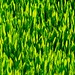 Wheatgrass - superfood
