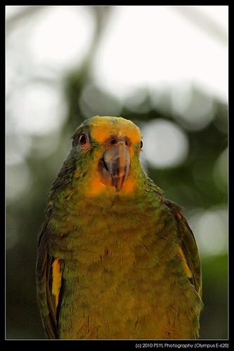 Yellow-headed Amazon Parrot (Amazona oratrix)