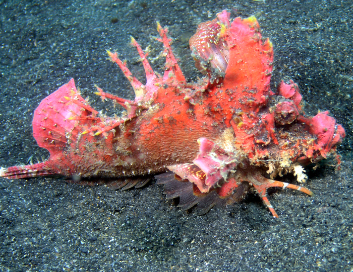 red devil scorpionfish