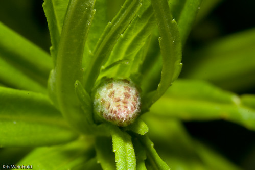 Pogostemon yatabeanus Flower