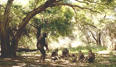 007 05 australopithecus family