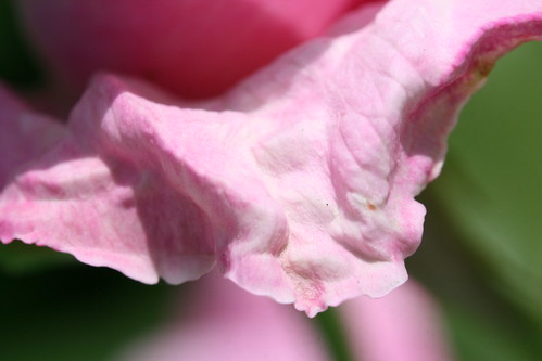 Old Pink Flower Petal