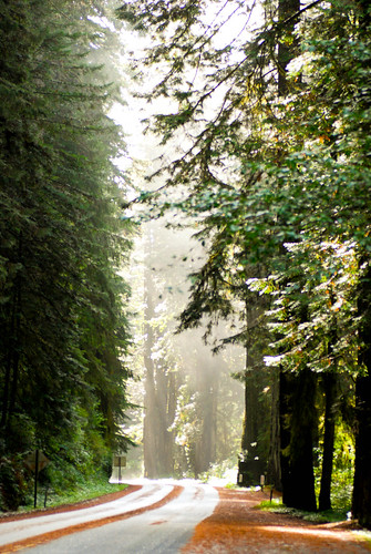 the redwood forest