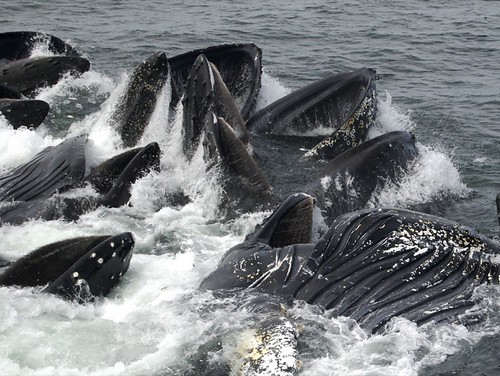 Humpback Whales Feeding 1