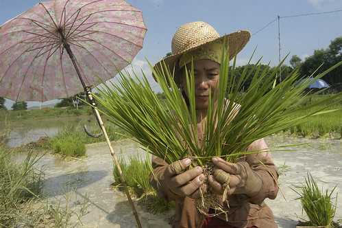Philippines,Pinoy,Life,city,rural Sison, Pangasinan farm farming farmer workers rice seedling woman 