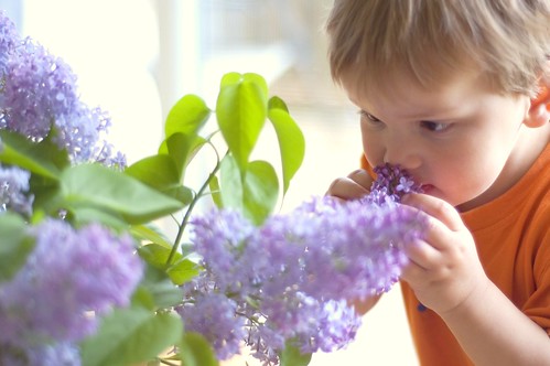 458:1000 Lucas and the lilacs 1 of 4