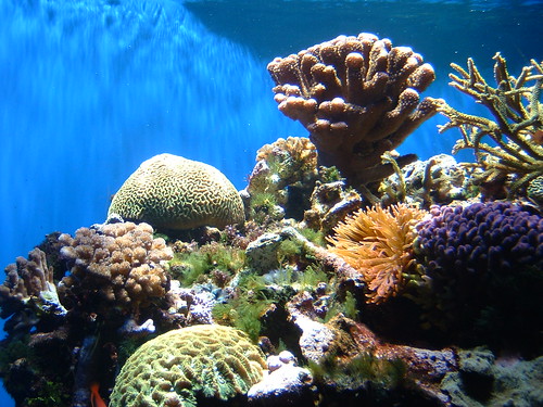 coral reef wallpaper. Coral Reef