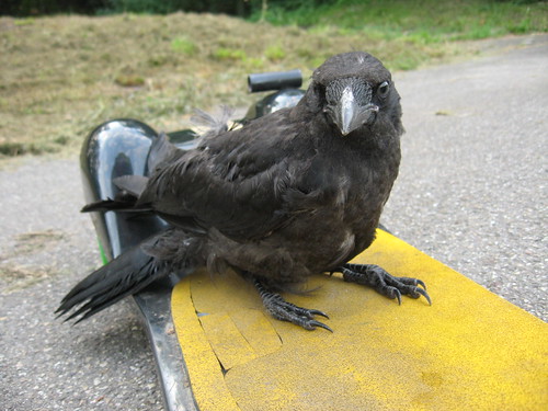 Crow interested in my longboard in Mannheim, Germany