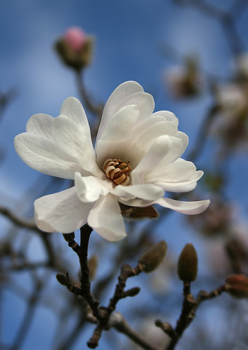 magnolia tree flower. Magnolia flower image by quot;A