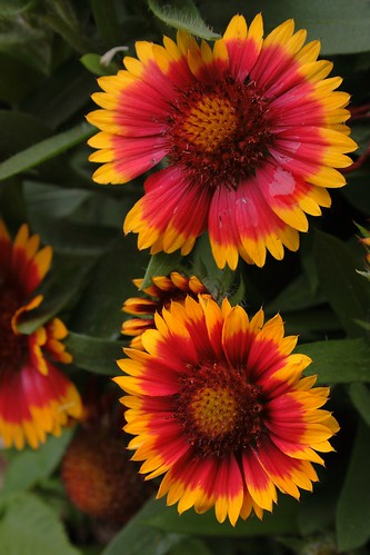 Flores Bicolor
