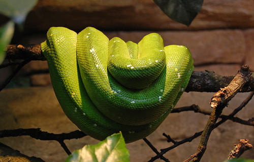 Snake at Skansen Aquarium