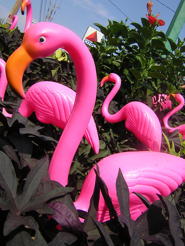 pink flamingos — aug 23