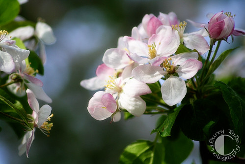 131-abundant blossoms 2
