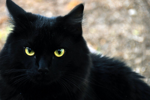 gambar kucing hitam comel image3