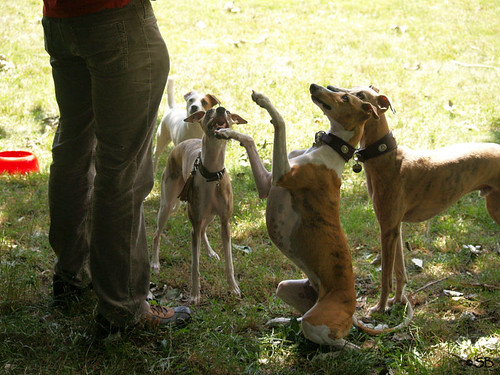 Whippets and Fee