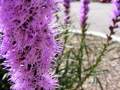 Purple Perennial