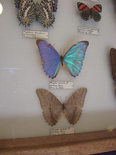 Iridescent butterfly 1.1