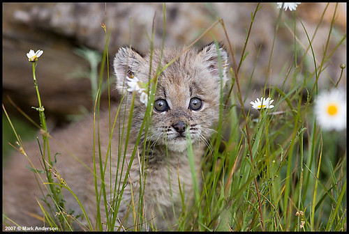 Canadian Lynx Kitten. Canadian Lynx Kitten