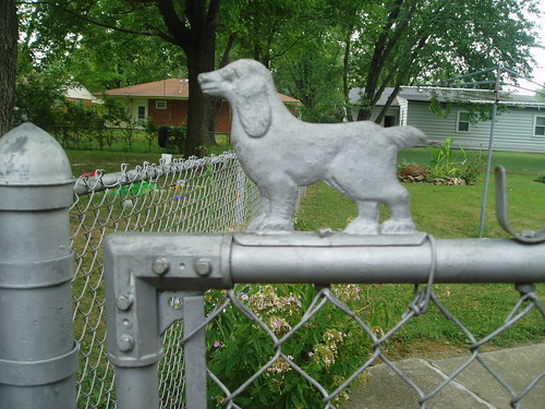 Dog on fence