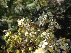 Bee on elderberry flowers