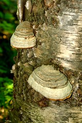 fungi on Birch stump