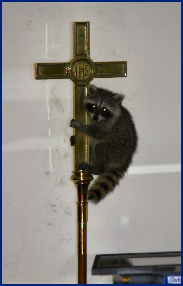 Racoons in the chapel