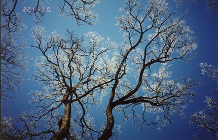 Trees & the blye sky