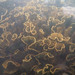 Laminate corals