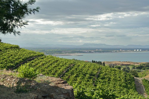 Banlyus vineyards on the hills of Collioure.jpg