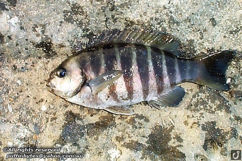 Zebra Fish - Girella zebra