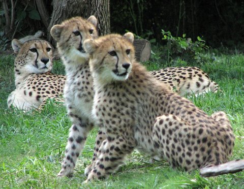 Cheetah Trio, St Louis Zoo, 8Jun07