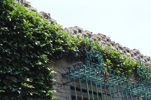 Fig vines on the courtyard walls.