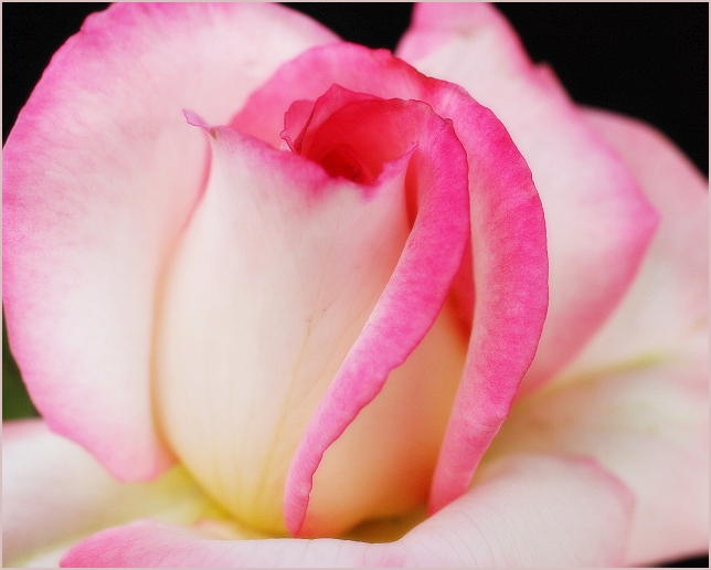 Pink on Cream Rose