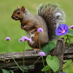 Squirrel posing - Écureuil en pose