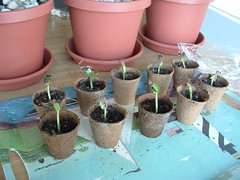 Plumeria seedlings
