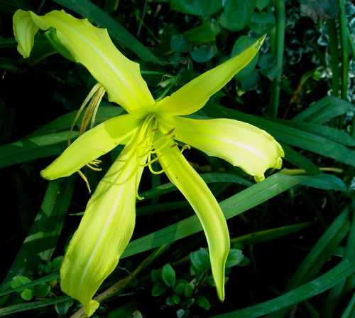 yellow daylily P7100003