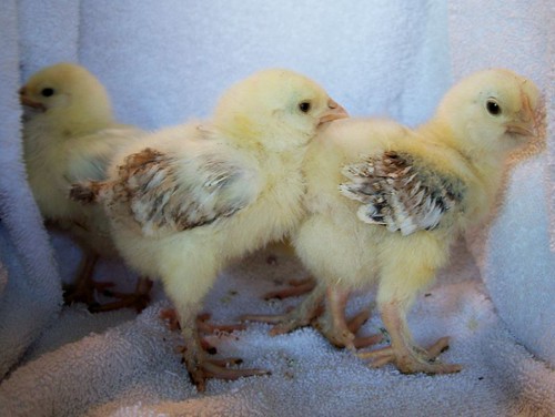 chicken breeds and pictures. of Popular Chicken Breeds