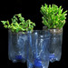 Blue Recycled Bottle Planters