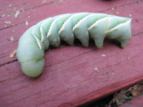 big ol' green caterpillar