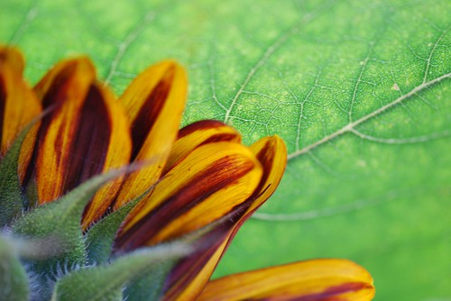 sunflower petals and leaf
