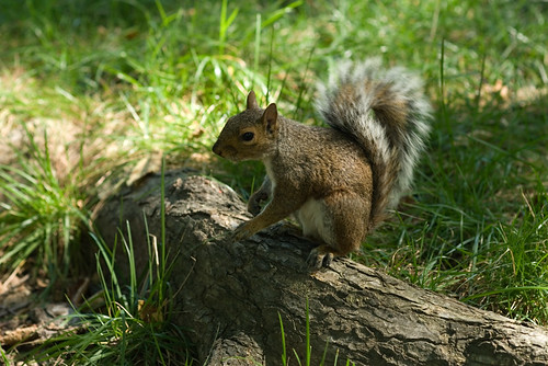 Squirrel III